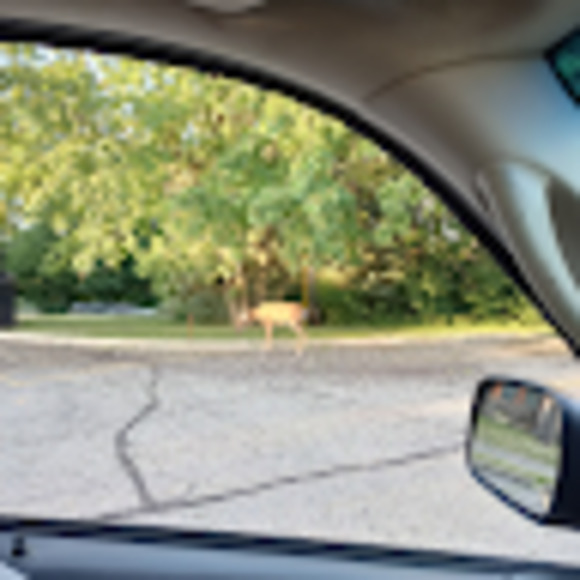 Meet your Posher, Stacy - Picture 1 of 1